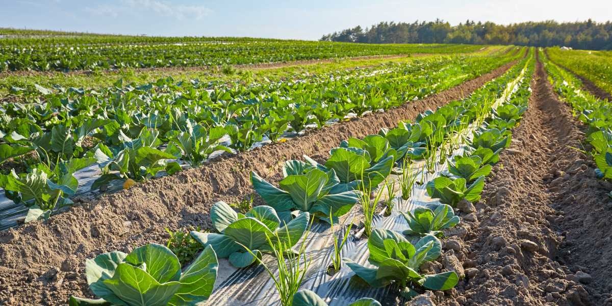Smart Farming with Agri Mulch Film