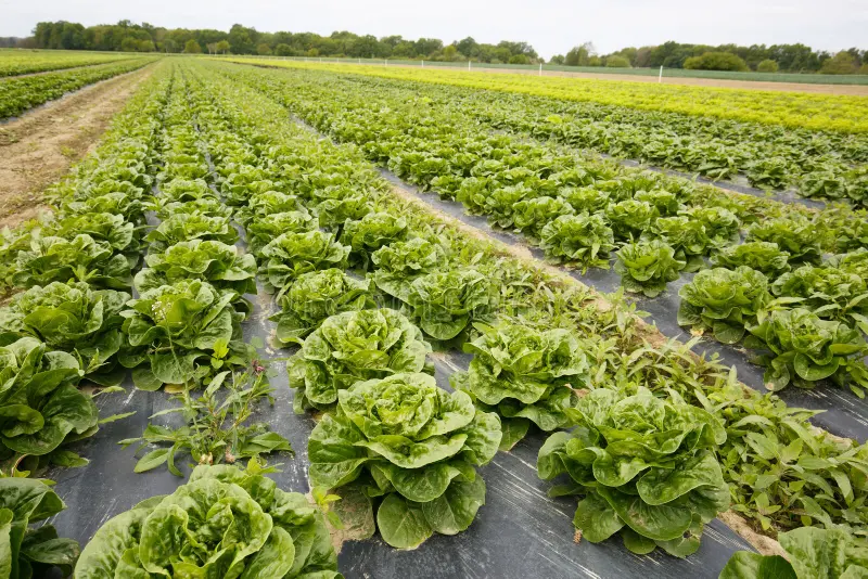 How Agriculture Mulch Film Helps Reduce Water Usage in Farming How Agriculture Mulch Film Helps Reduce Water Usage in Farming