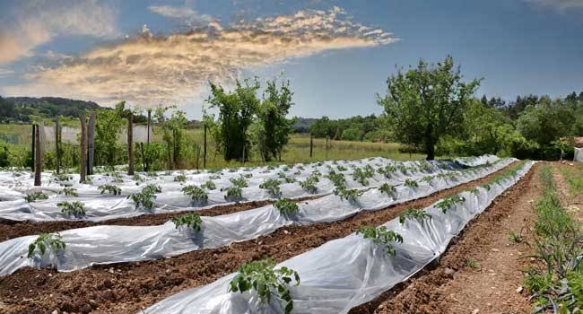 How to Choose the Right Fertilizer for Better Crop Growth