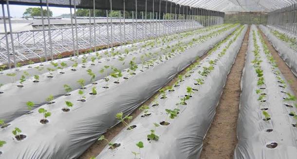 How to Install Agricultural Mulch Film: A Step-by-Step Guide How to Install Agricultural Mulch Film: A Step-by-Step Guide